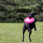 Frisbee 3