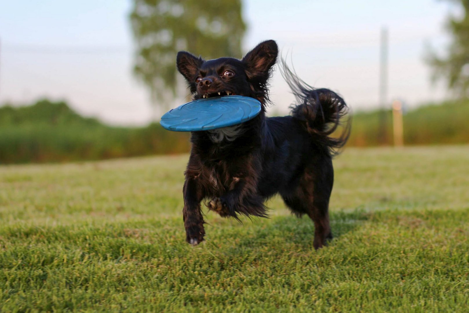 Frisbee