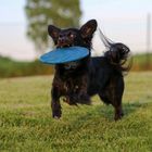 Frisbee