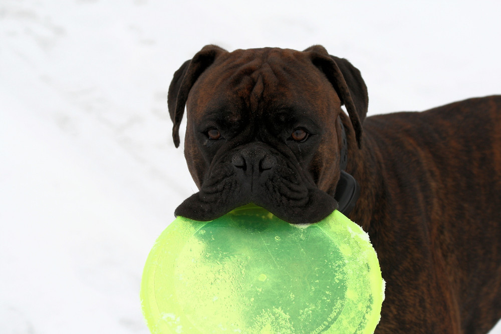 Frisbee