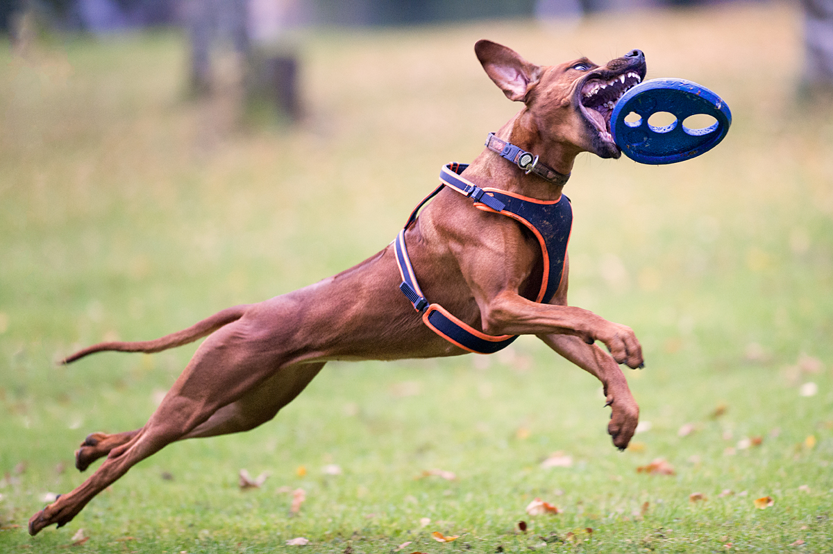 Frisbee