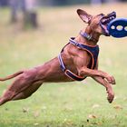 Frisbee