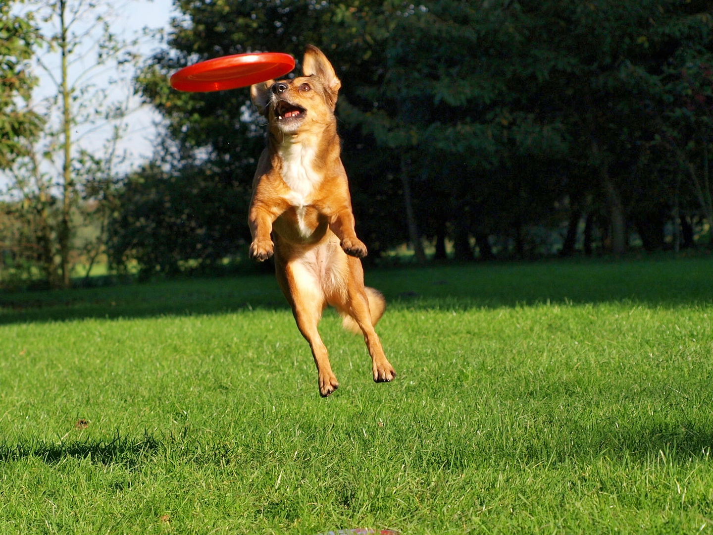 Frisbee