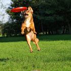 Frisbee