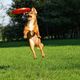 Frisbee