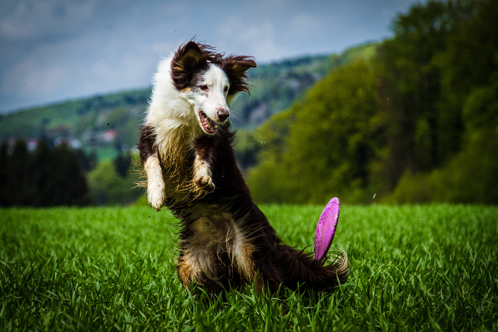 Frisbee-Action