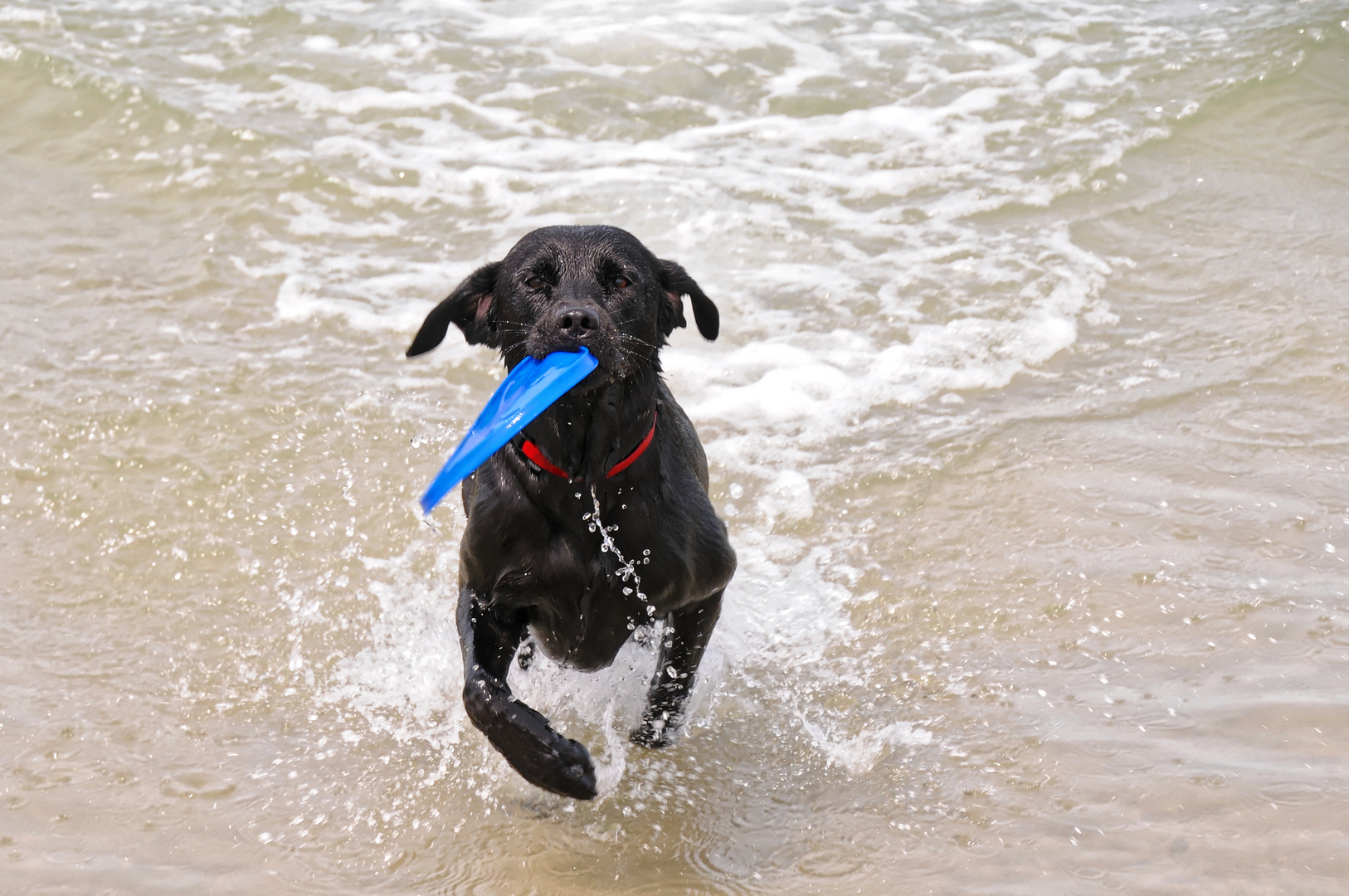 Frisbee am Starnd