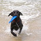 Frisbee am Starnd