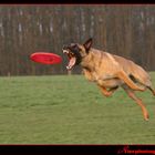 Frisbee Amok