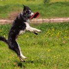 Frisbee an der Weser