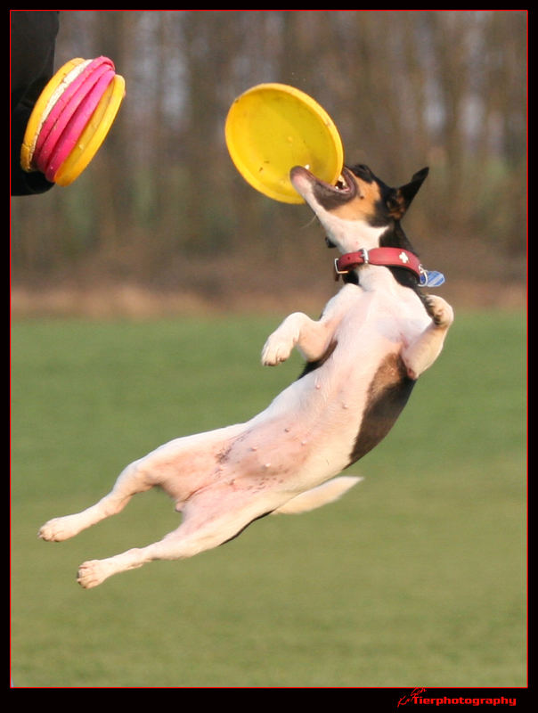 Frisbee Angie