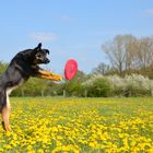 Frisbee auf der Frühlingswiese