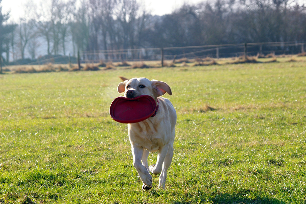 Frisbee