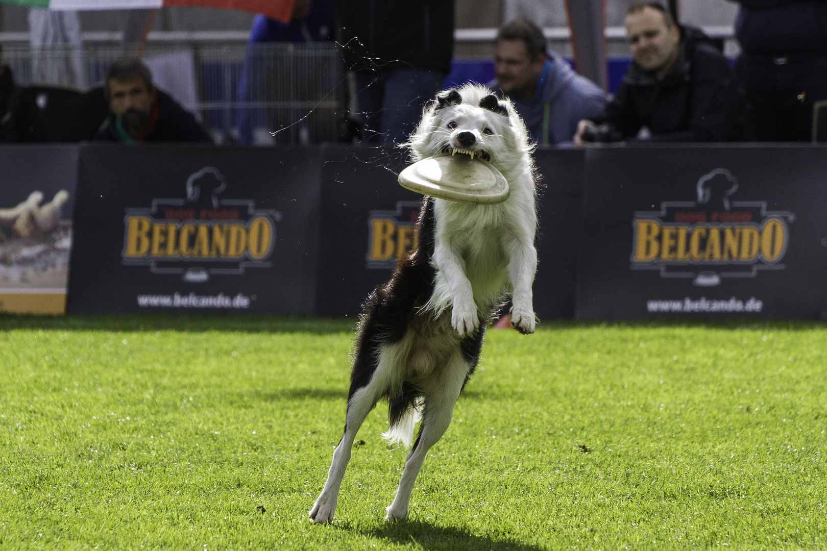 Frisbee Catch