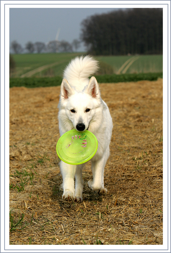 ****FRISBEE****