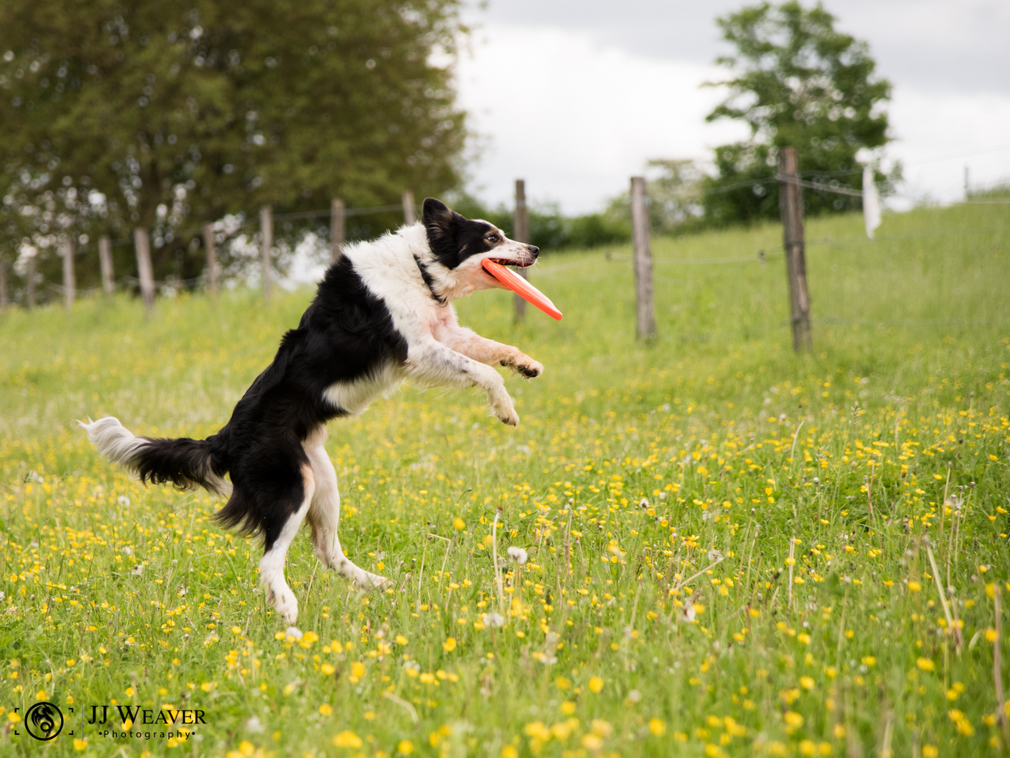 Frisbee