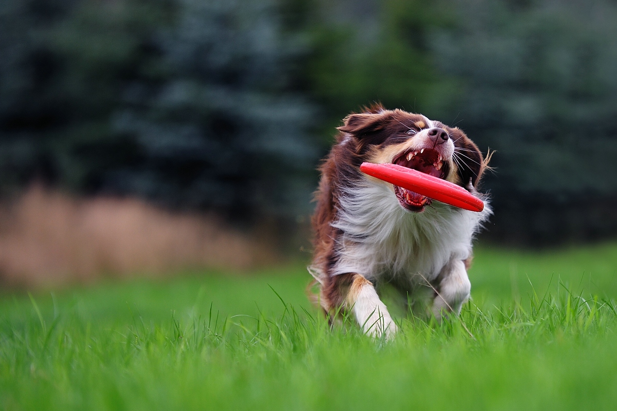 Frisbee