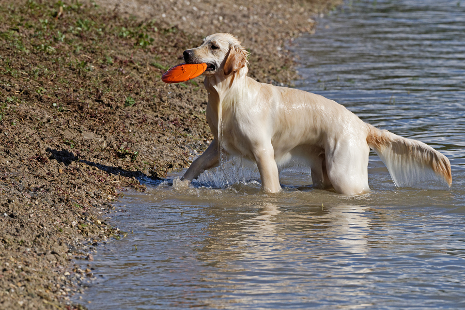 Frisbee-Fan