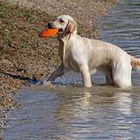 Frisbee-Fan