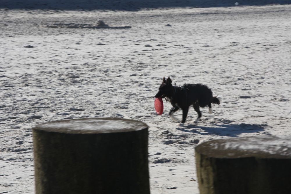 Frisbee Fan