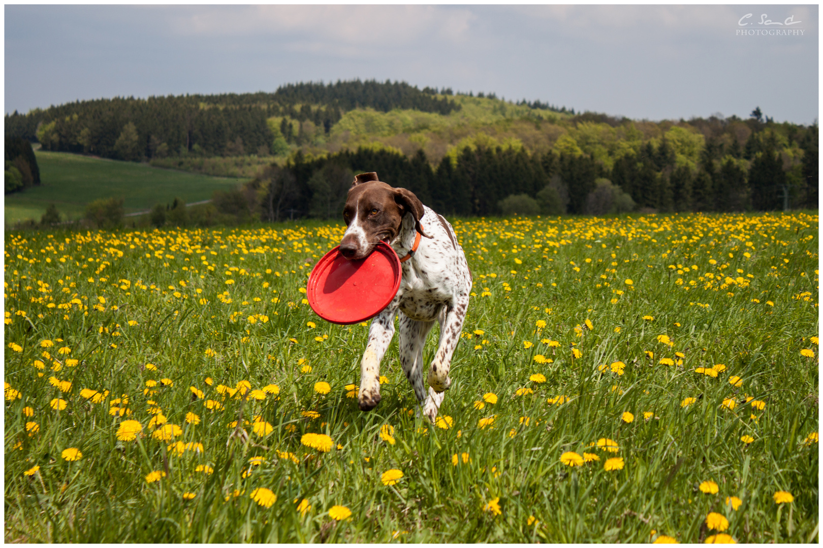 Frisbee fun