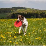 Frisbee fun