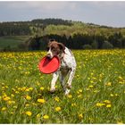 Frisbee fun