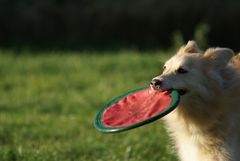 Frisbee II