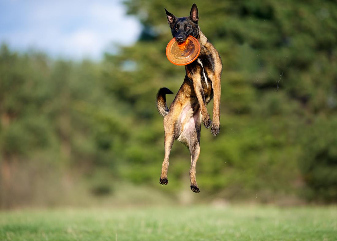 Frisbee II