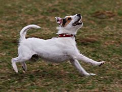 Frisbee im Anflug