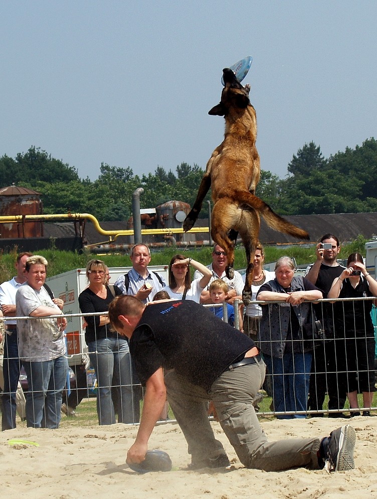 Frisbee in Perfektion