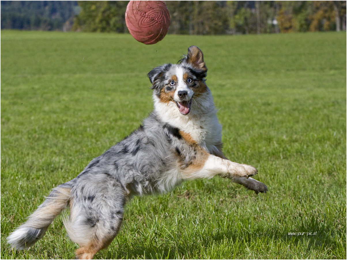 Frisbee ist wie eine Drogeeeee