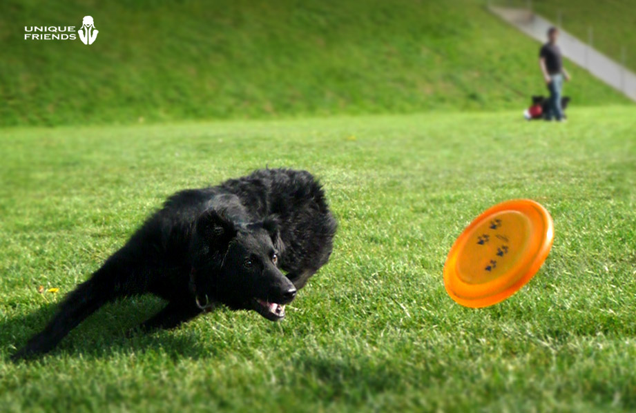 Frisbee mit Hund