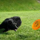 Frisbee mit Hund