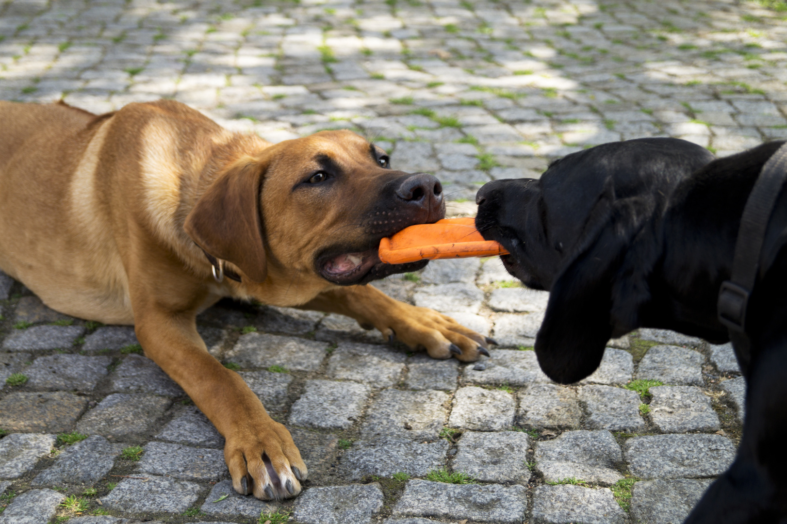 Frisbee sein ist schwer