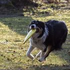 Frisbee spielen