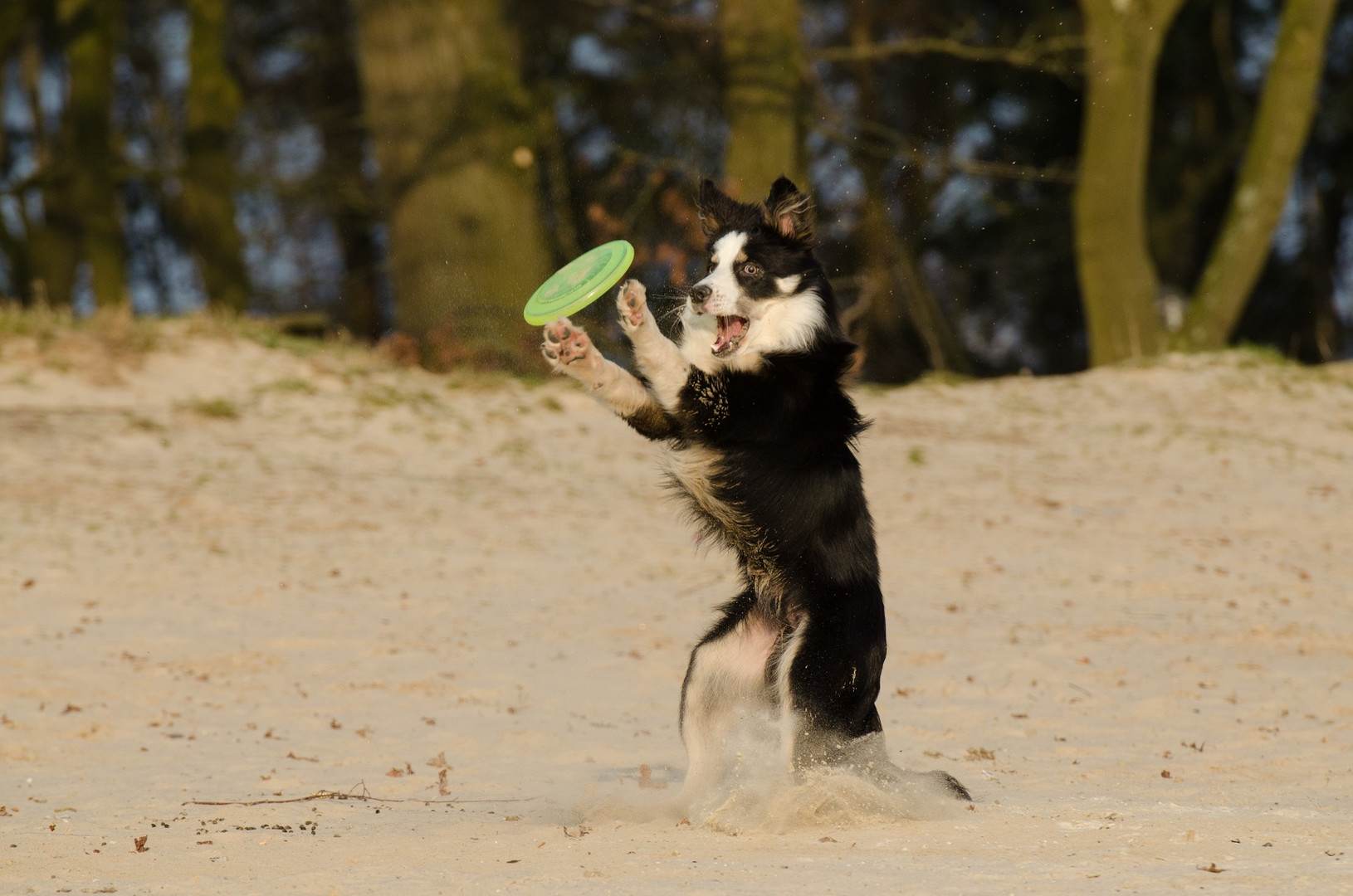 Frisbee spielen mit Border Collie Nate