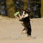 Frisbee spielen mit Border Collie Nate