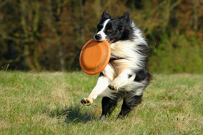 Frisbee spielen mit Border Collie Spike