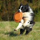 Frisbee spielen mit Border Collie Spike