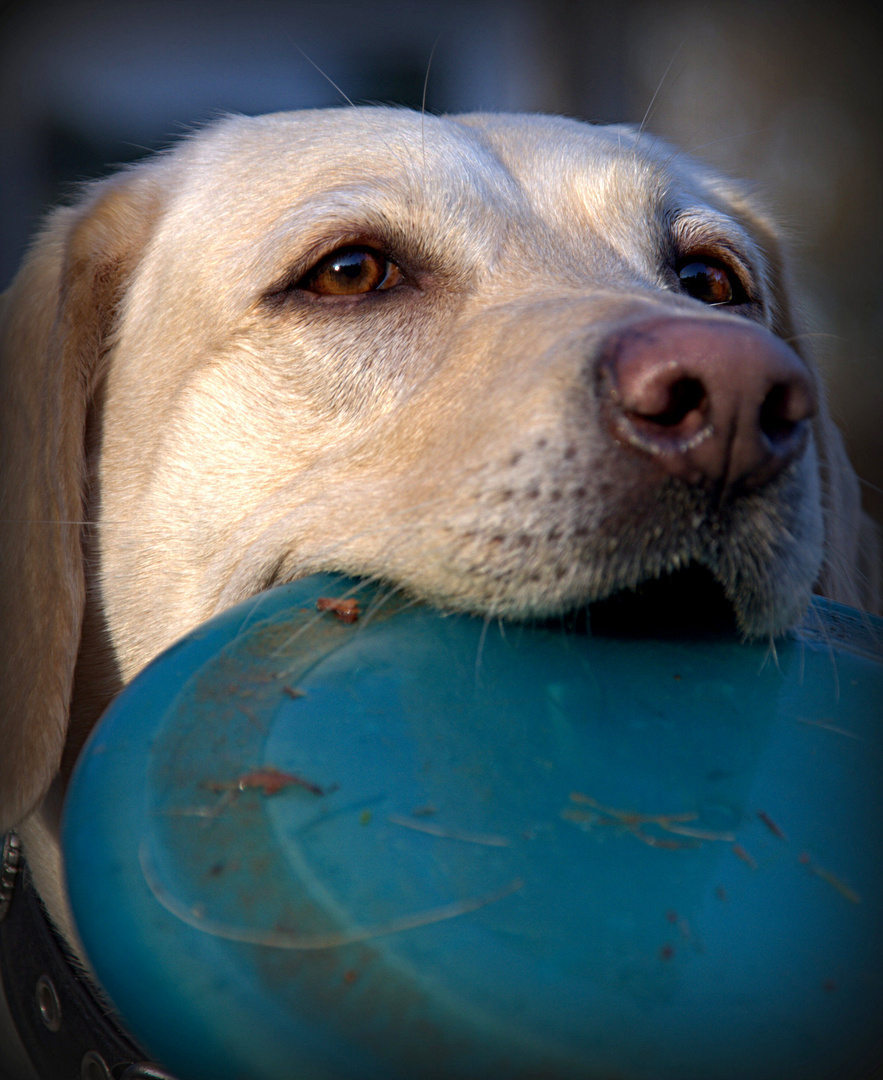 Frisbee- Spieler