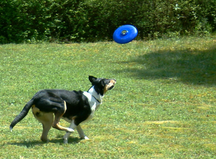 Frisbee Teil1