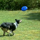 Frisbee Teil1