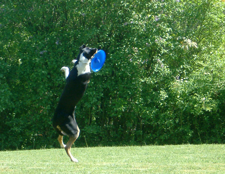 Frisbee Teil2