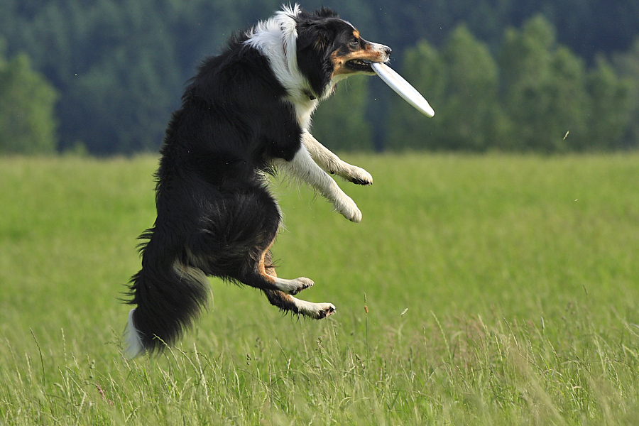 Frisbee Training