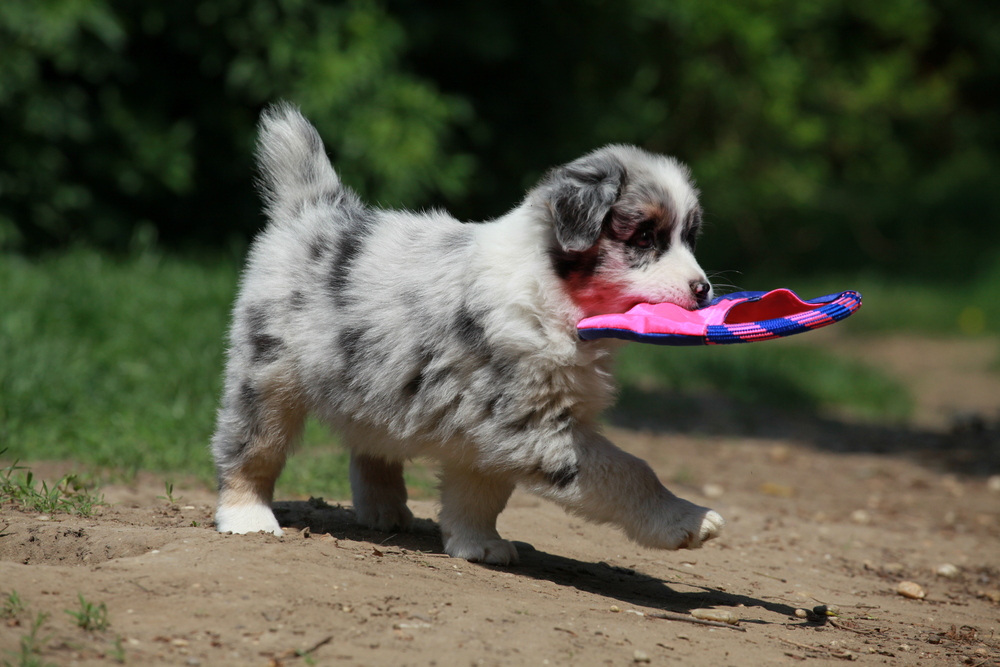 Frisbee-Training einmal anders...