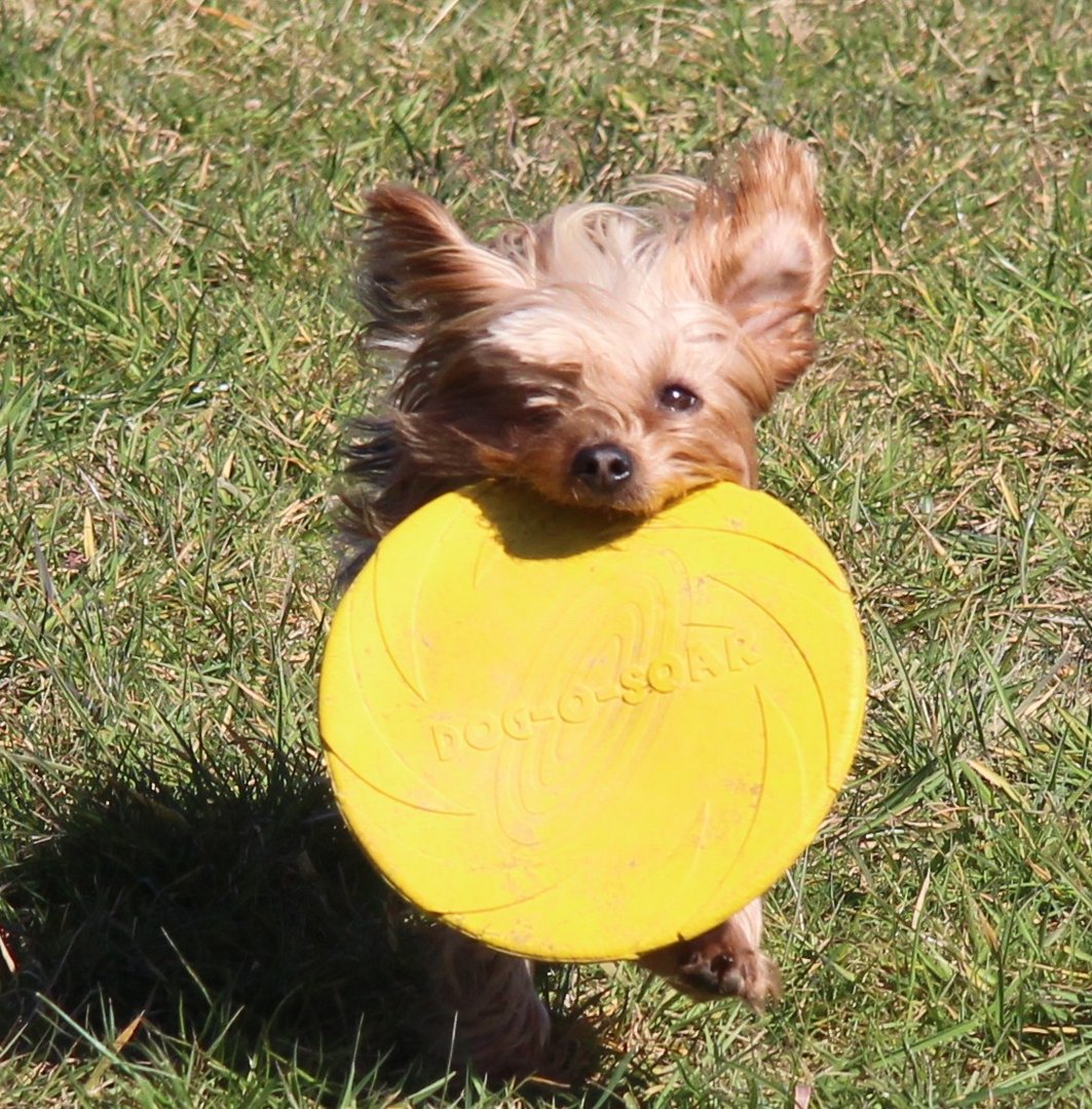 Frisbee und Hund