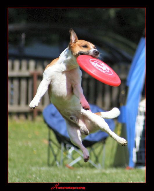 Frisbee2