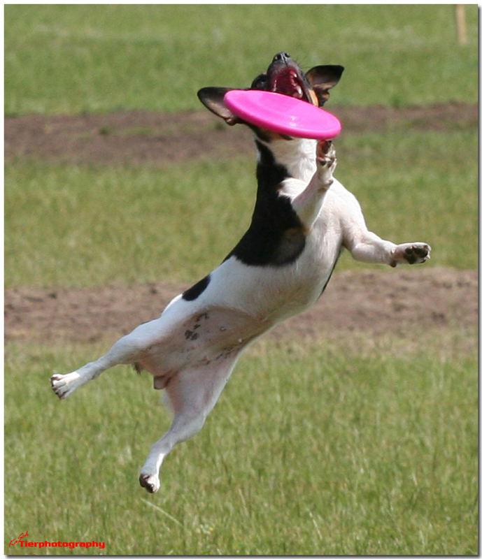 Frisbeeangie