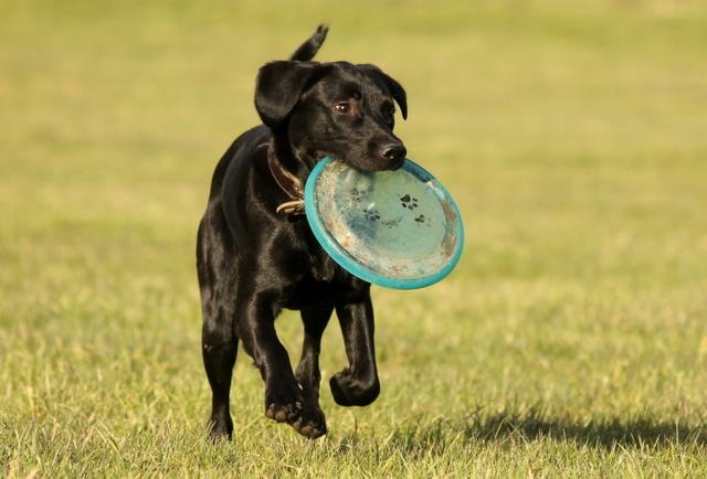 Frisbeefieber